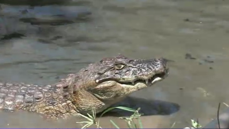 Seceta in Brazilia. Locuitorii din Rio de Janeiro iau apa de langa un canal plin cu aligatori Imagine