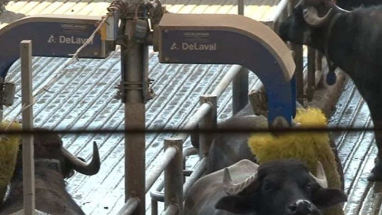 Secretul celei mai bune mozzarella: bivolitele asculta jazz si primesc masaj Imagine