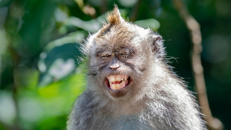 Secretul vocalizelor alpine. De ce maimutele sunt imbatabile la yodel (studiu) Imagine