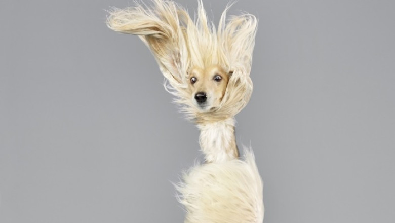 Sedinta foto inedita: cainii zburatori Imagine