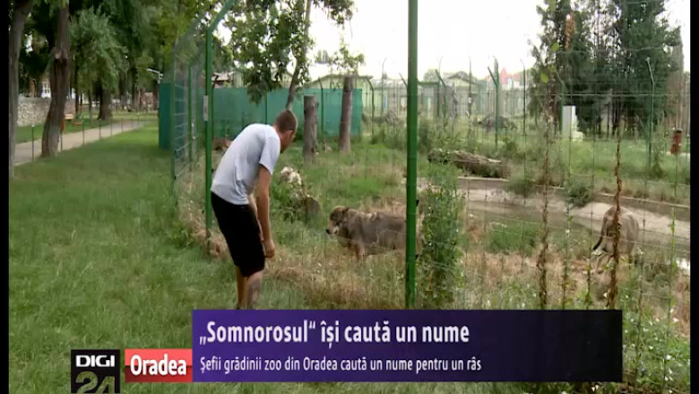 Sefii gradinii zoo din Oradea cauta un nume pentru un ras Imagine
