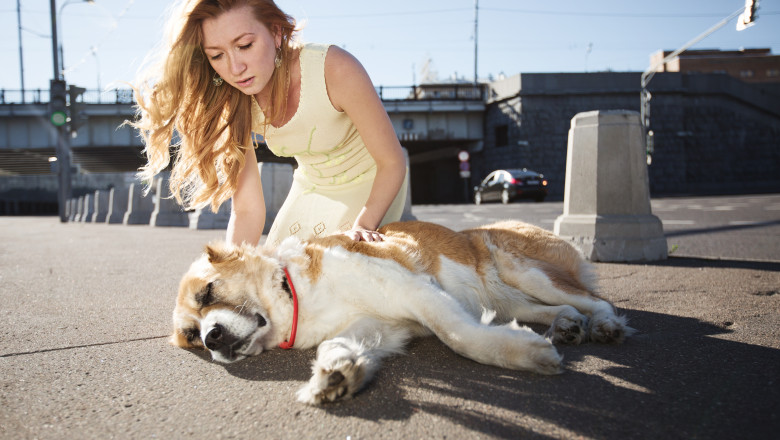 Semnele care te avertizeaza cand cainele tau sufera de insolatie. Ce trebuie sa faci imediat Imagine