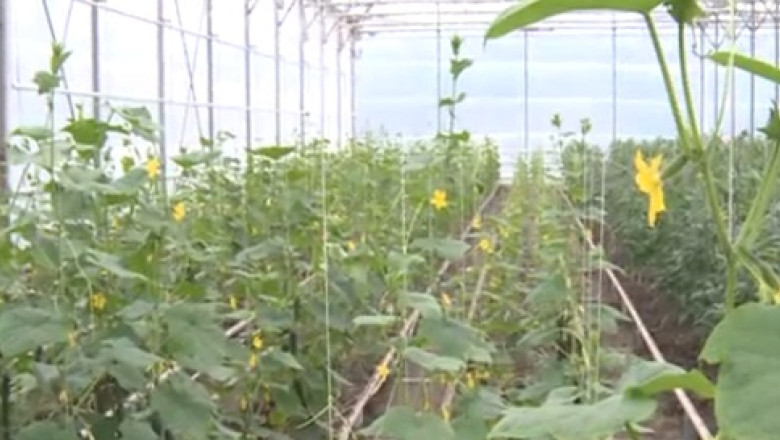 Sera bio pentru pacientii spitalului din Jimbolia Imagine