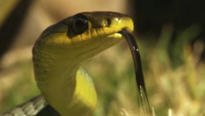 Serpii provoaca spaima in Australia. Tot mai multi australieni gasesc reptile ascunse in casele lor Imagine