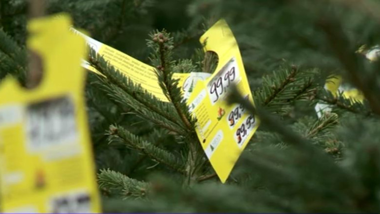 Sezonul brazilor de Craciun. Unii vanzatori ii amesteca pe cei nemarcati cu cei taiati legal ca sa-i vanda fara probleme Imagine