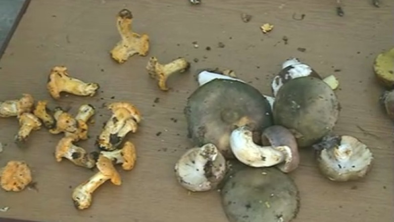 Sezonul ciupercilor otravitoare. 44 de oameni au ajuns la spital in doua zile Imagine