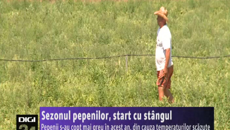 Sezonul pepenilor, start cu stangul   Imagine