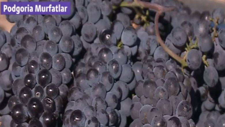 Sezonul strugurilor la Murfatlar. Se anunta o recolta de o calitate rara Imagine