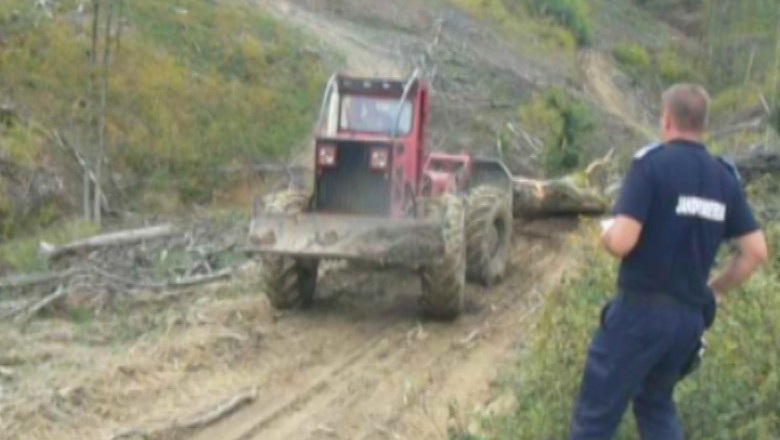 Sezonul taierilor ilegale. Sute de metri cubi de lemne au fost confiscate in noiembrie in Bihor Imagine