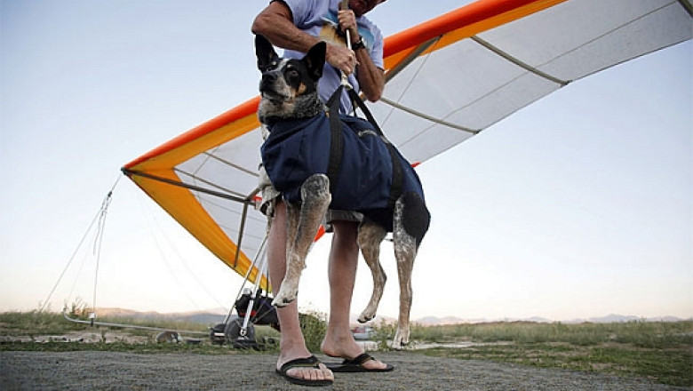 Shadow, cainele care zboara cu parapanta. Patrupedul si stapanul sau au calatorit la 1500 de metri altitudine Imagine