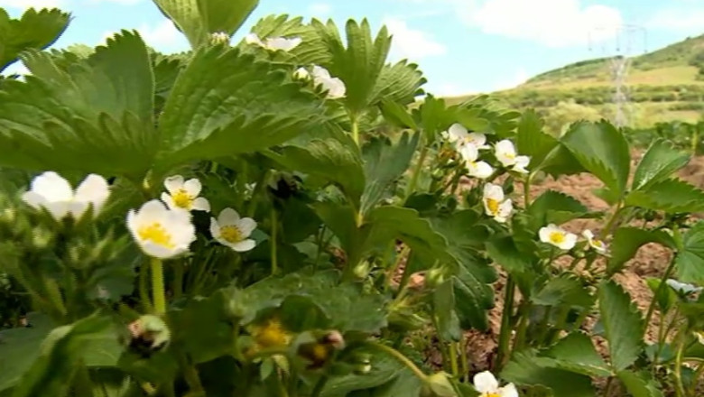 Si-a vandut locuinta din Cluj si s-a mutat la tara. Acum are una din cele mai mari pepiniere de capsuni, coacaz si zmeur Imagine