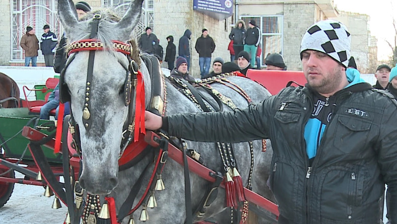 Si caii au fost bozezati. 59 de armasari s-au intrecut in frumusete si viteza Imagine