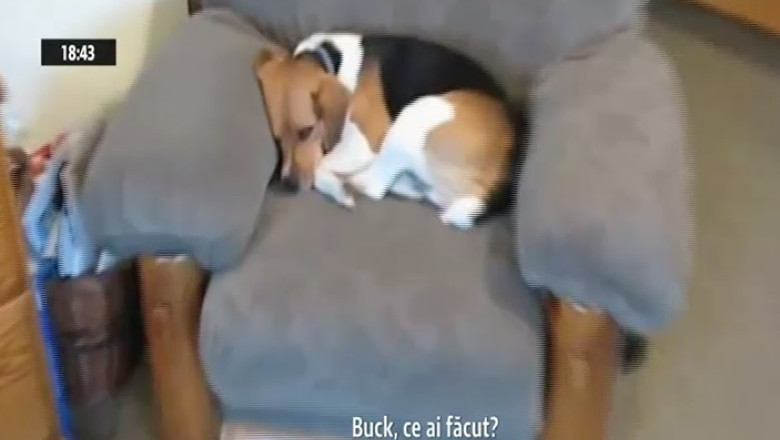 Si cateii au remuscari. Cum reactioneaza cand sunt certati de stapani? Imagine