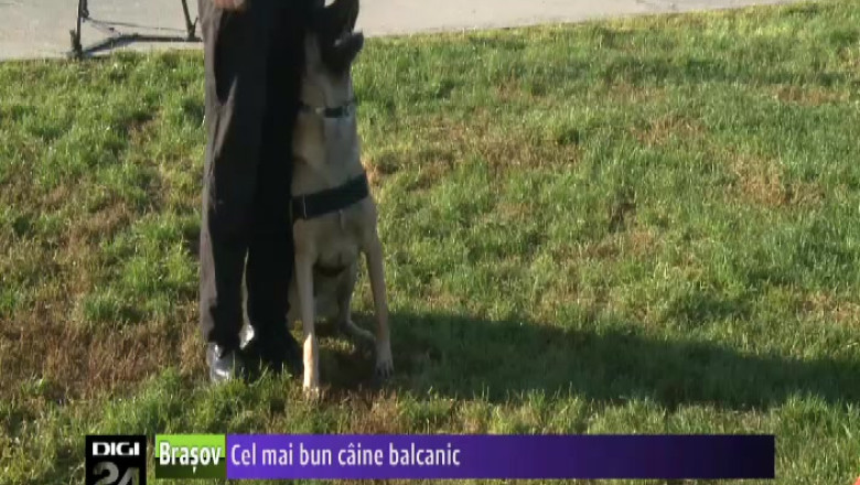 SIBIU. Cel mai bun caine balcanic Imagine
