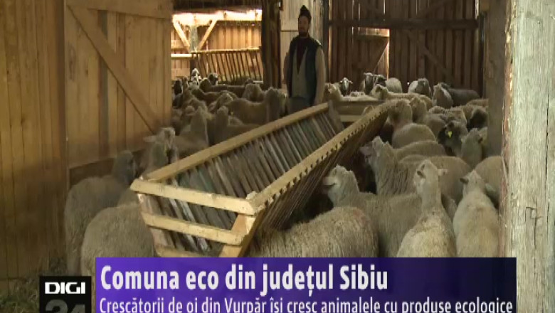 SIBIU. Crescatorii de oi din Vurpar isi cresc animalele cu produse ecologice Imagine