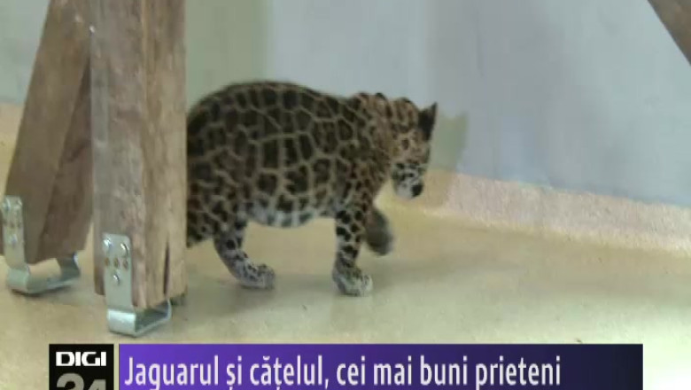 SIBIU. Jaguarul si catelul, cei mai buni prieteni Imagine