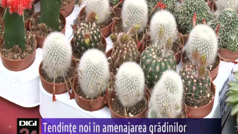 SIBIU. Tendinte noi in amenajarea gradinilor Imagine