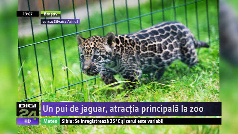 SIBIU. Un pui de jaguar, atractia principala la zoo Imagine