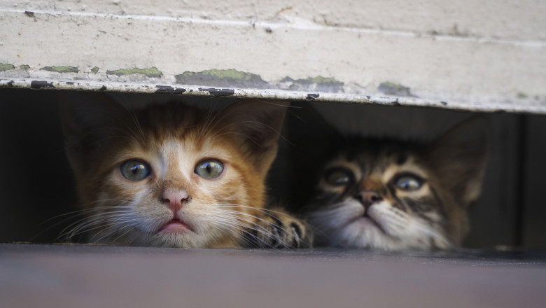 „Sigur ca ma deranjeaza”. Pisicile fara stapan s-au inmultit alarmant in toate orasele tarii. Romanii s-au impartit in doua tabere Imagine