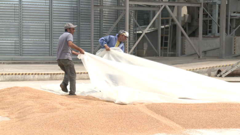 Silozuri prea putine pentru productia mare la grau din acest an Imagine