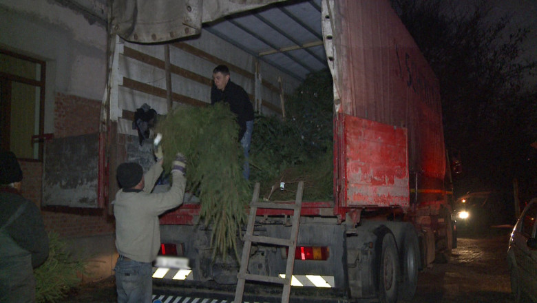 Sincope pe drumul spre Mos Craciun. Un tir cu brazi, oprit de politisti Imagine