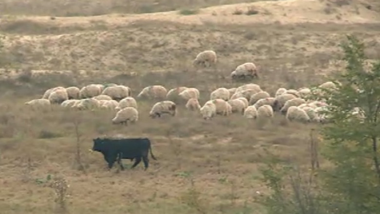 Sindromul vacii pierdute. Si-a cumparat 51 de vite din Austria si a descoperit ca sunt salbatice Imagine