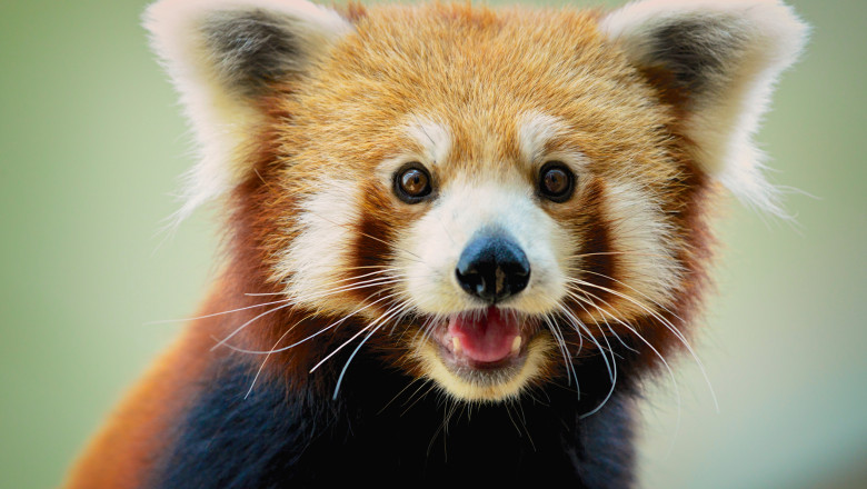 Singura gradina zoologica din tara unde vizitatorii pot admira Panda rosu, o specie pe cale de disparitie Imagine