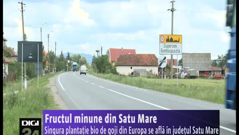 Singura plantatie bio de goji din Europa se afla in judetul Satu Mare Imagine