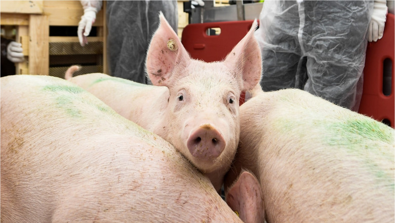 Singura tara europeana in care sunt mai multi porci decat oameni incearca sa isi convinga locuitorii sa treaca pe legume Imagine