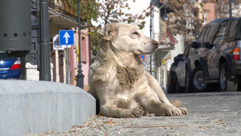 Slatina nu are serviciu de ecarisaj. Pe strazile din oras sunt peste 2.500 de caini comunitari Imagine