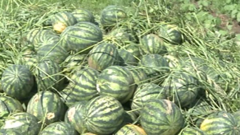 Soarecii distrug recolta de pepeni din Arad Imagine