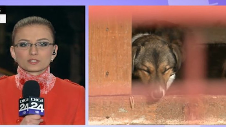 Soarta a 30 de caini fara stapan este, la Timisoara, pecetluita Imagine