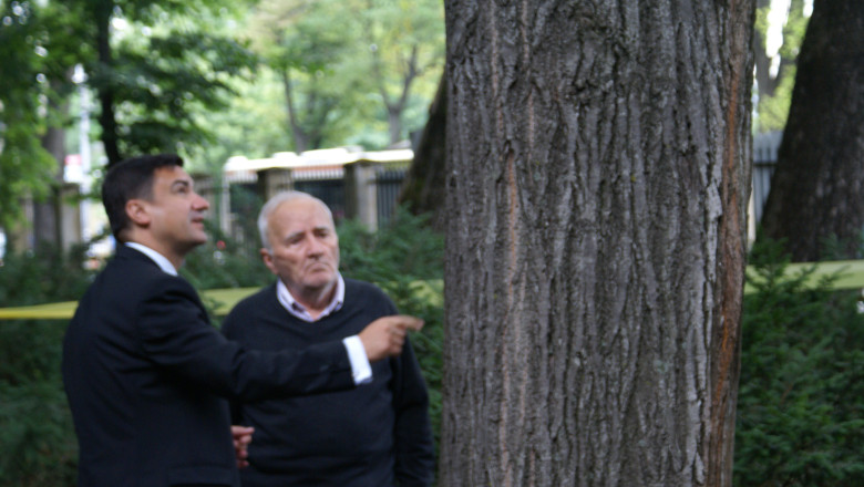 Soarta arborilor din Copou si a Plopilor fara sot a fost decisa astazi Imagine