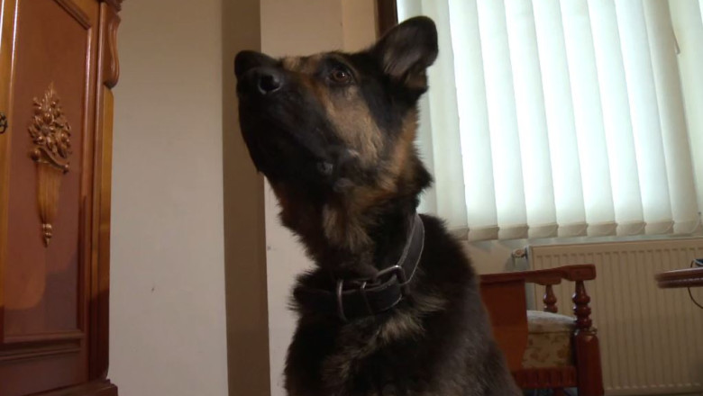 Soarta lui Max face inconjurul lumii. Ce scrie presa internationala Imagine