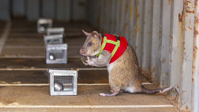 Sobolani antrenati sa detecteze solzi de pangolin si colti de elefant, noua arma impotriva contrabandei cu animale salbatice Imagine