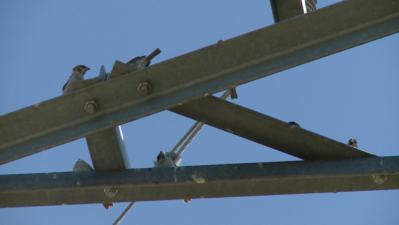 Soimi de oras. Mai multe astfel de pasari au cuibarit in cladirile inalte din Oradea. Imagine