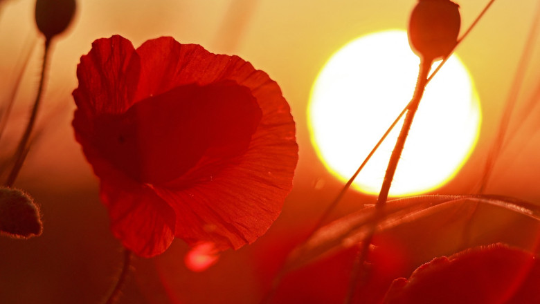 Solstitiu de vara 2024: Azi este cea mai lunga zi din an. Incepe vara astronomica Imagine