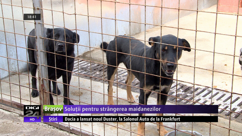 Solutii pentru strangerea maidanezilor  Imagine