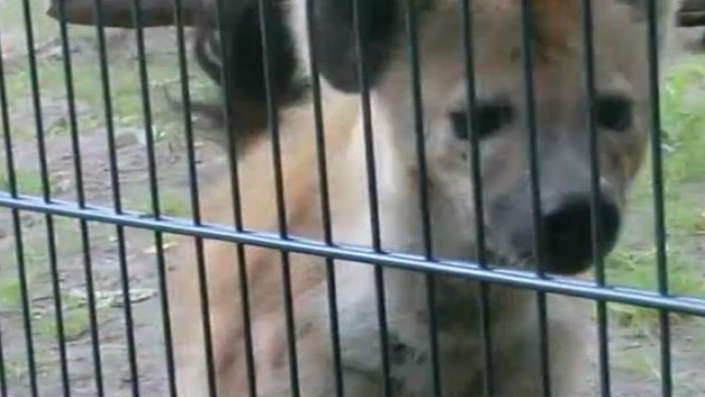 Somalia. Persoanele cu afectiuni psihice sunt plasate in custi alaturi de hiene Imagine