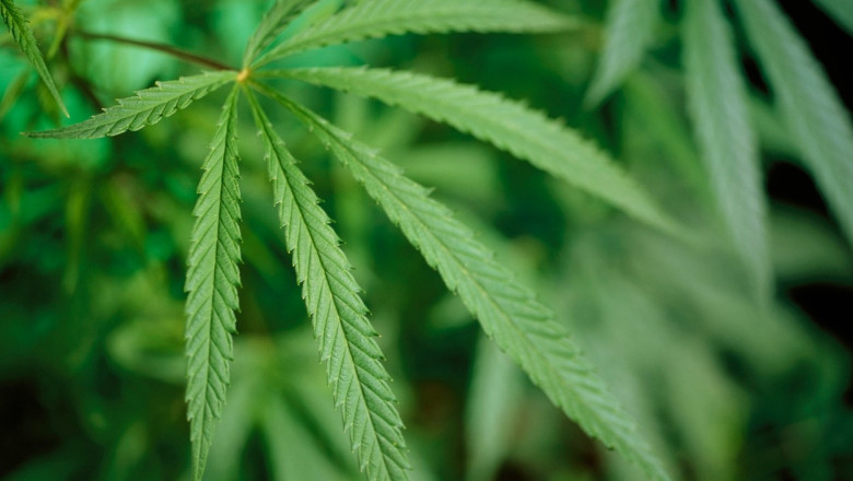 Sondaj Avangarde: Majoritatea bucurestenilor se opun drastic legalizarii drogurilor usoare in Romania si vor inasprirea legislatiei Imagine