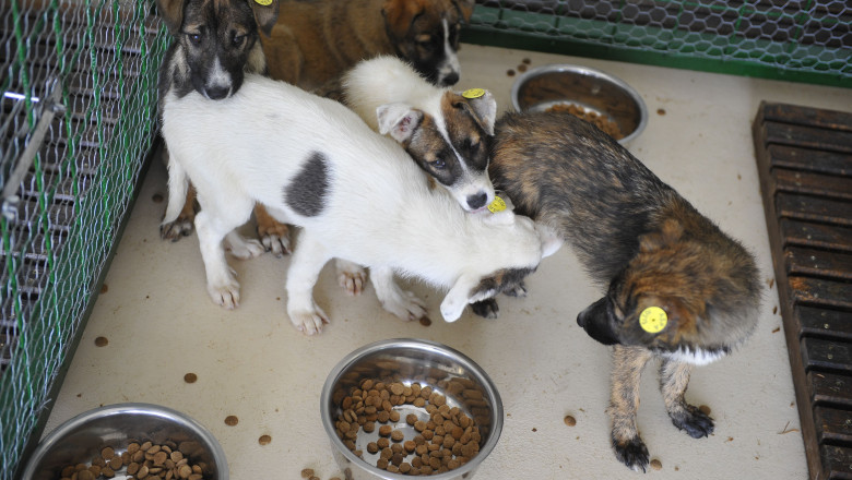 Sorin Oprescu promitea un adapost pentru 4.000 de caini, dar la Dogtown sunt doar 400 Imagine