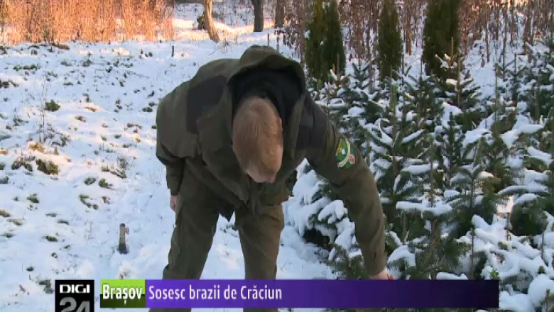 Sosesc brazii de Craciun Imagine