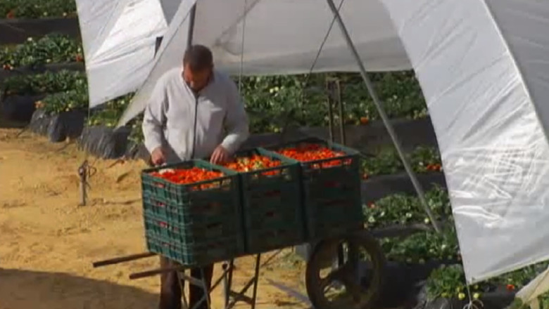 Spania cauta capsunari la Iasi Imagine