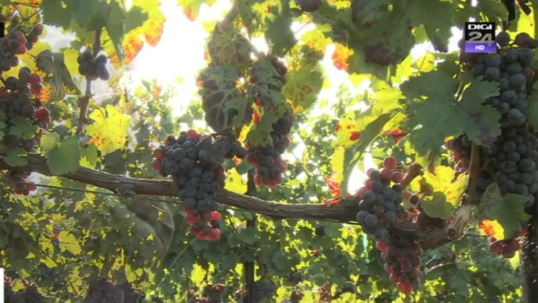 Spaniolii au devenit cei mai mari producatori de vin din lume Imagine