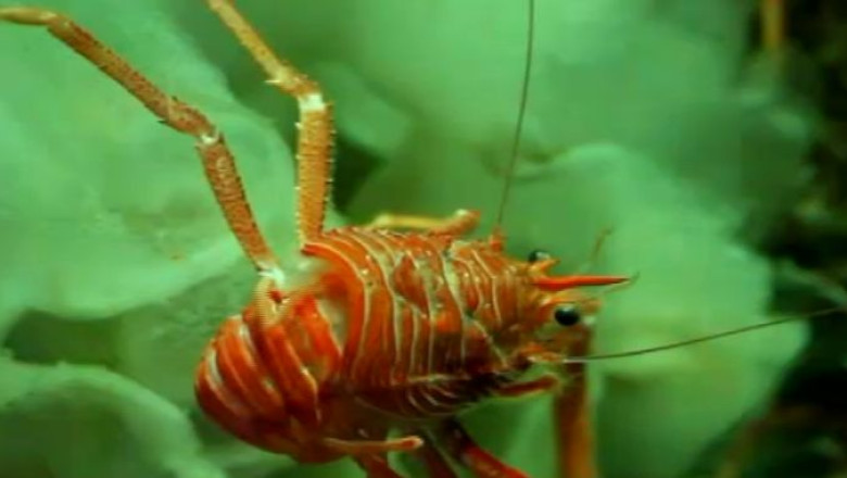Specie de homar, botezata dupa Nelson Mandela Imagine