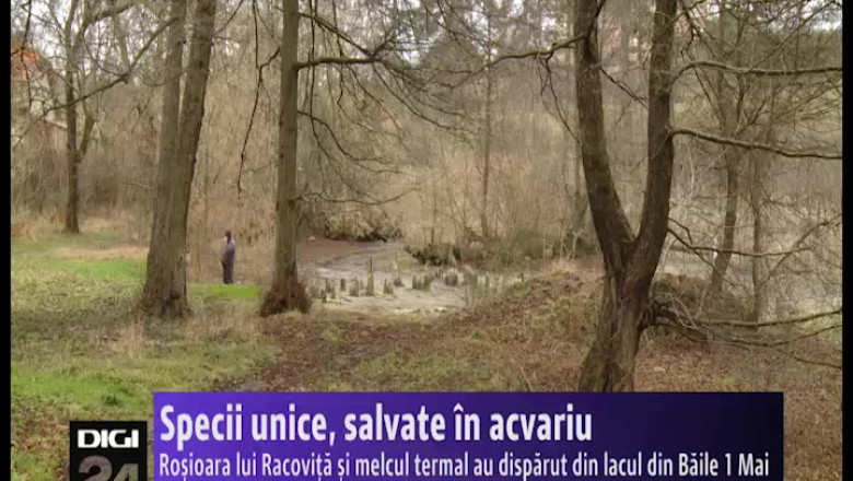 Specii unice, salvate in acvariu. Rosioara lui Racovita si melcul termal au disparut din lacul din Baile 1 Mai Imagine