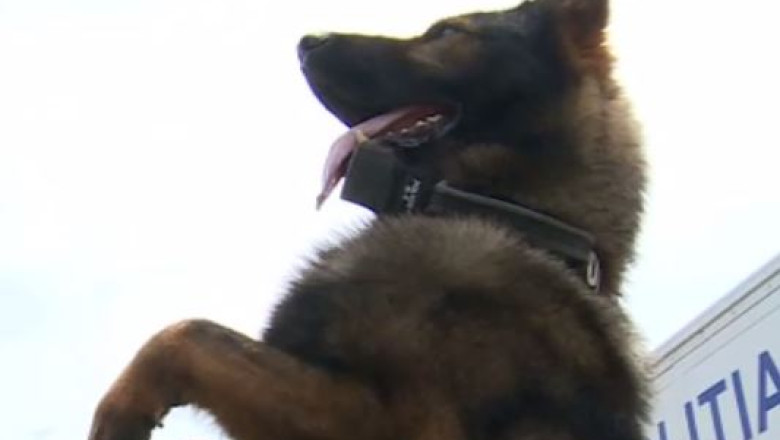 Spectacol cu cainii de salvare Imagine