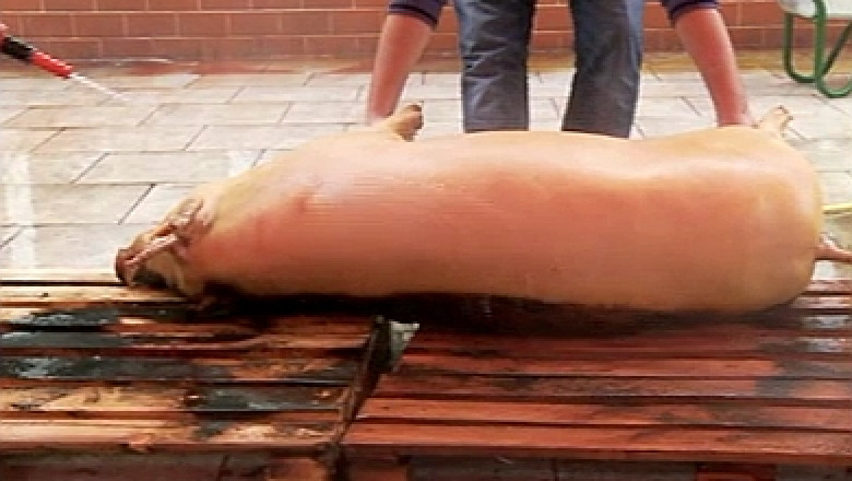 Spectacol de Ignat pentru turistii de la Baile Felix: Vor urmari procesul complet prin care porcul ajunge pe masa de Craciun Imagine