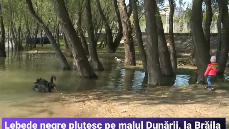 Spectacol pe malul Dunarii, la Braila. Lebede negre plutesc pe apele fluviului si sunt atractia localnicilor Imagine