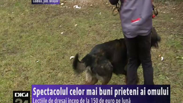 Spectacolul celor mai buni prieteni ai omului Imagine